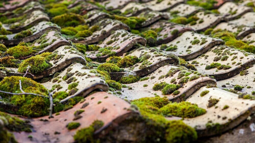 moss growing on the roof of a house causing roofing problems